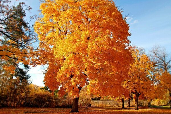 Forêt jaune d automne sur une journée ensoleillée