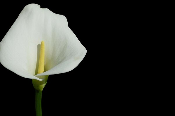 Fleur fraîche blanche sur fond sombre