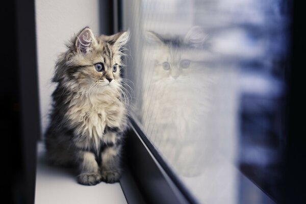 A small fluffy kitten looks out the window