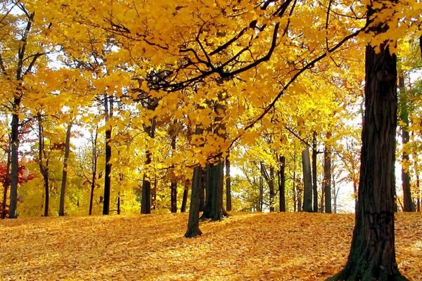 Foto des herbstlichen gelben Waldes