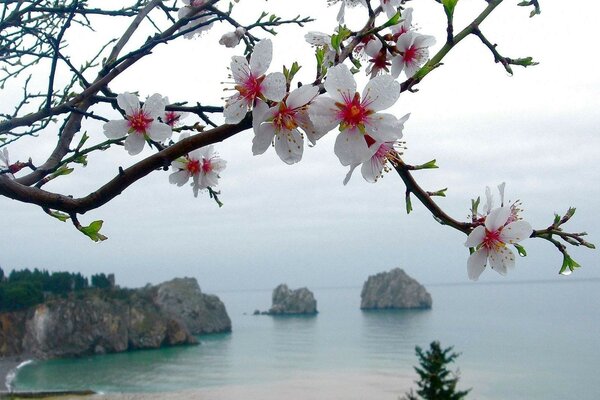 Sea, rocks and and cherry blossom trees