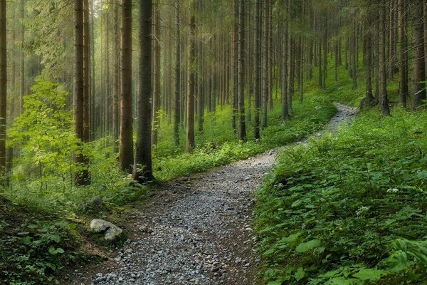 Bosque misterioso después de la lluvia