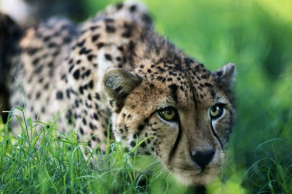 Leopardo deitado na grama verde