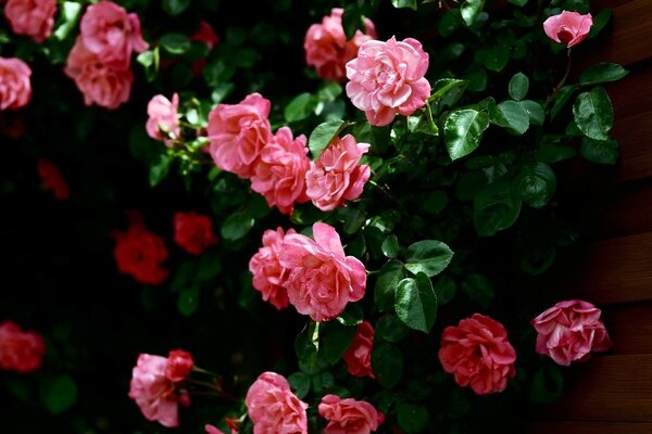 Rosa Rosen im Garten