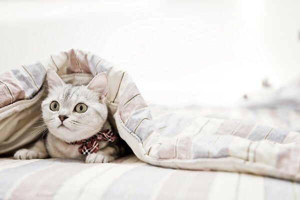 Chat blanc avec des yeux surpris