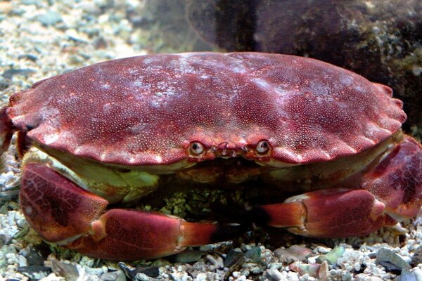 Il granchio di mare sul fondo caccia