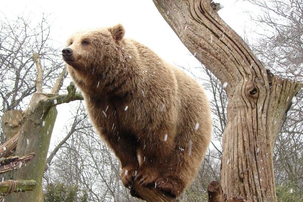 THE BEAR MEETS THE FIRST SNOW