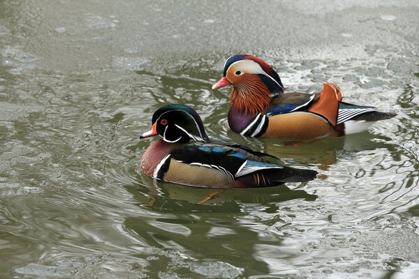 Deux canards nagent sur l eau