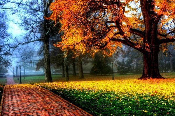 Caída de hojas brillantes de otoño fuera de la ciudad