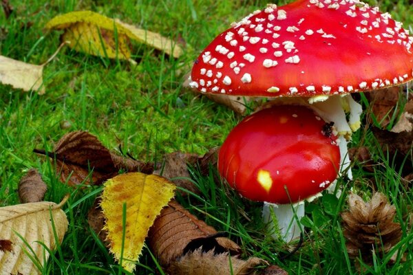 Mushrooms in green grass and autumn leaves