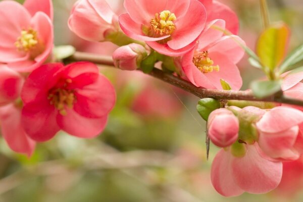 粉红色苹果花的照片