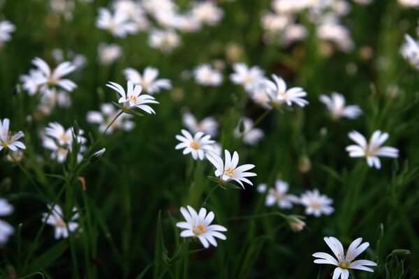 Schöne Gänseblümchen blühen auf dem Feld