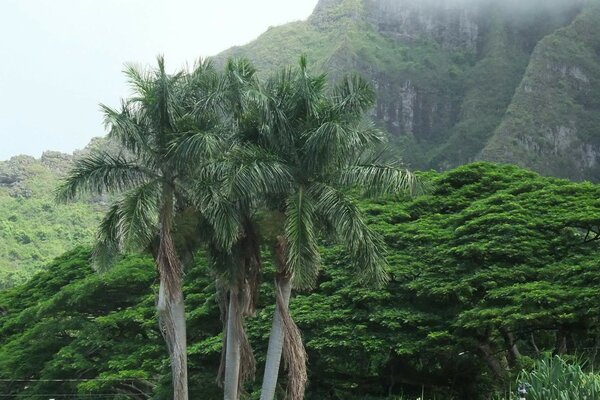 ARBRE TROPICAL SUR FOND DE CHAÎNES DE MONTAGNES