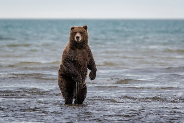 Grizzlybär badet ohne bikini