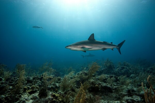 Underwater world coral reefs