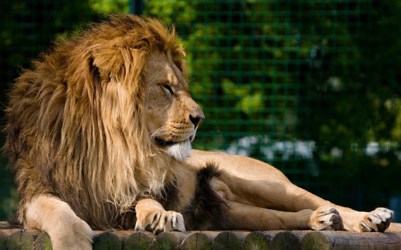 löwen säugetier katze löwe tierwelt tier zoo natur wild porträt manet fell raubtier gras