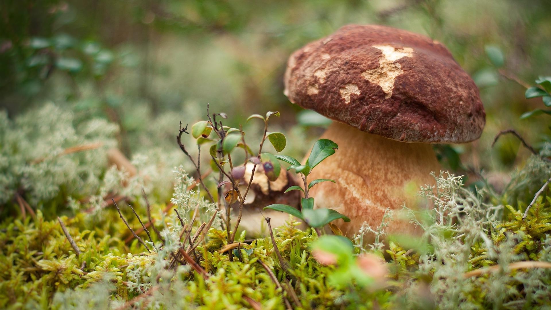 plants fungus mushroom nature fall wood moss food leaf outdoors flora grass wild close-up boletus tree growth season summer edible