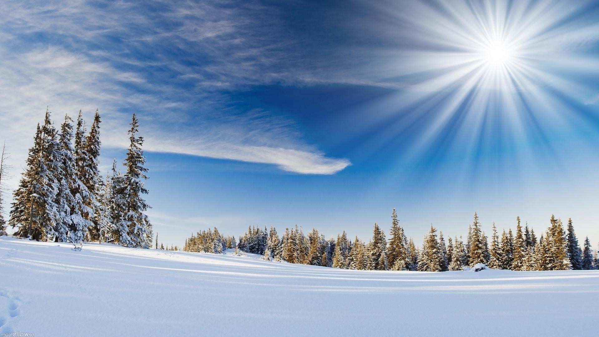 hiver neige bois froid gel bois beau temps glace paysage météo congelé scénique nature saison aube evergreen montagnes conifères