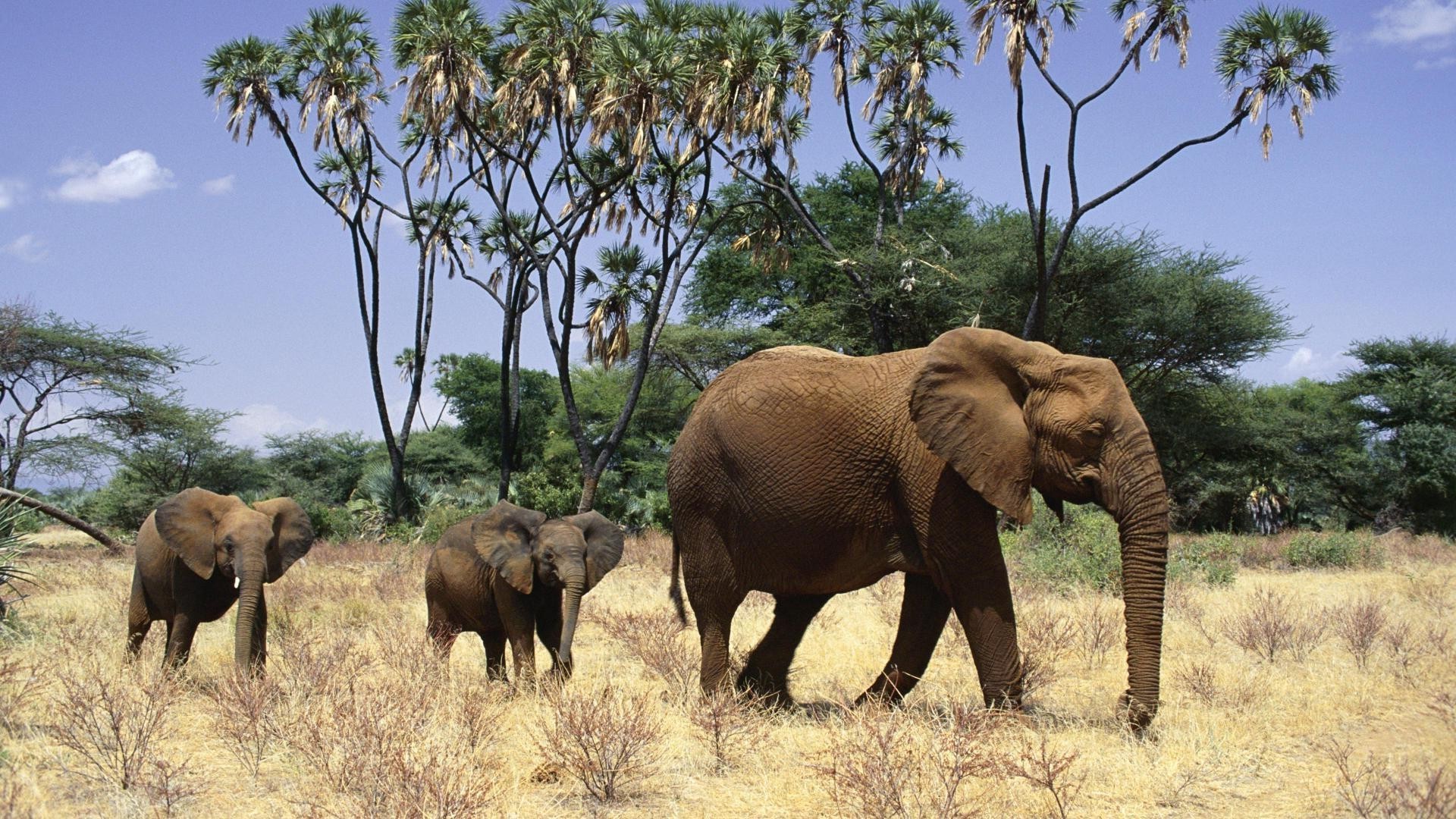 elephants elephant mammal wildlife african elephant trunk safari savanna outdoors animal ivory nature herd wild bush travel tree calf grassland grass