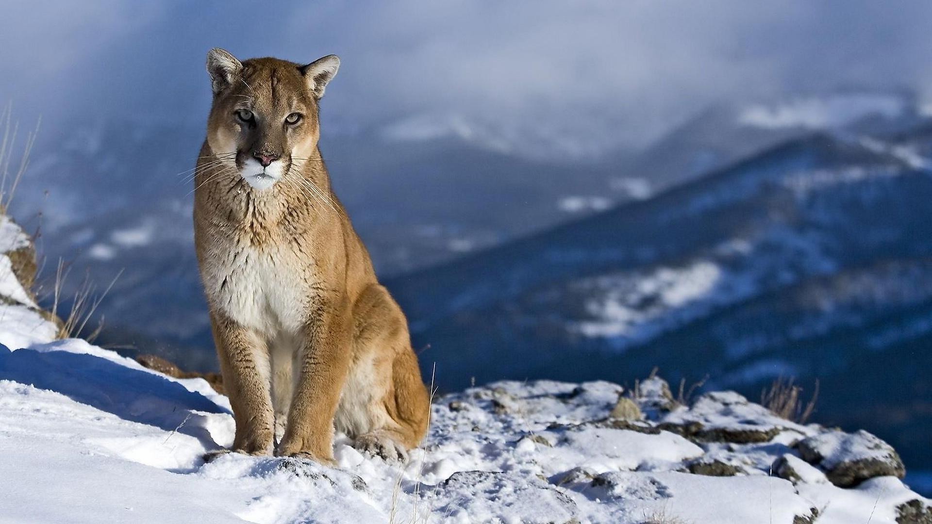 animals snow winter nature outdoors cold wildlife ice wild mountain