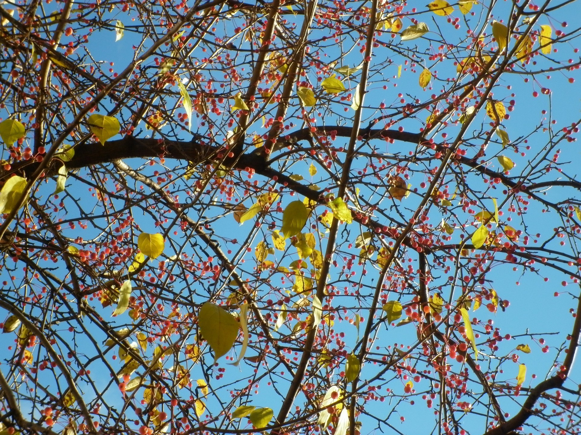 herbst zweig baum saison natur flora blatt im freien obst blauer himmel blume herbst himmel wachstum hell desktop kirsche farbe