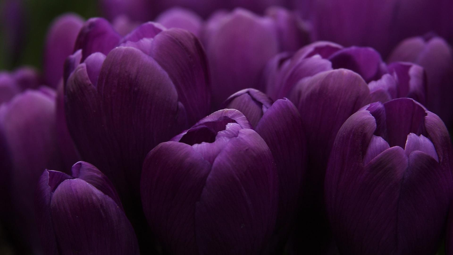 tulipanes flor naturaleza color tulipán jardín flora floral pétalo hermoso bluming