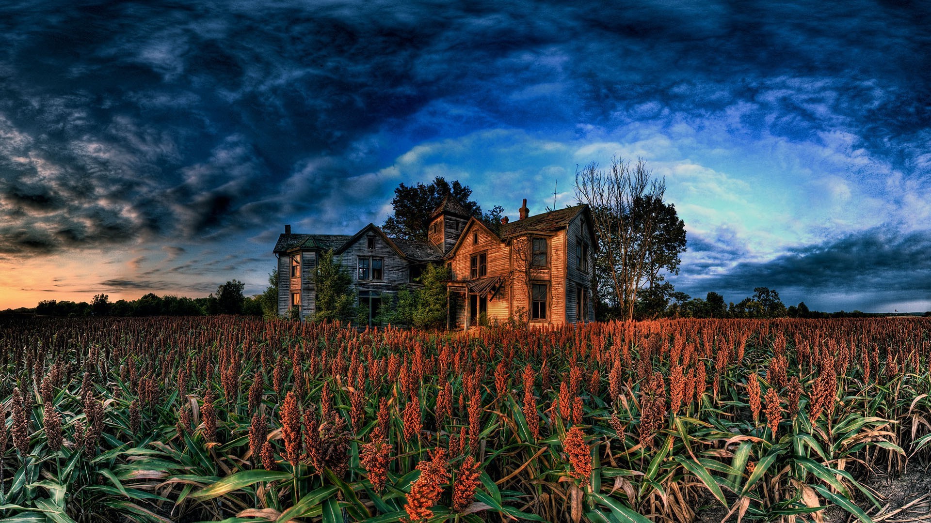 autumn agriculture farm outdoors sky landscape nature crop countryside dawn summer growth field cropland travel flower rural sunset pasture flora