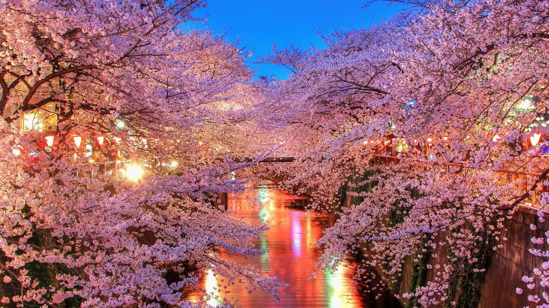 bäume baum natur landschaft im freien landschaftlich reisen wasser park blume flora saison farbe blatt landschaften filiale