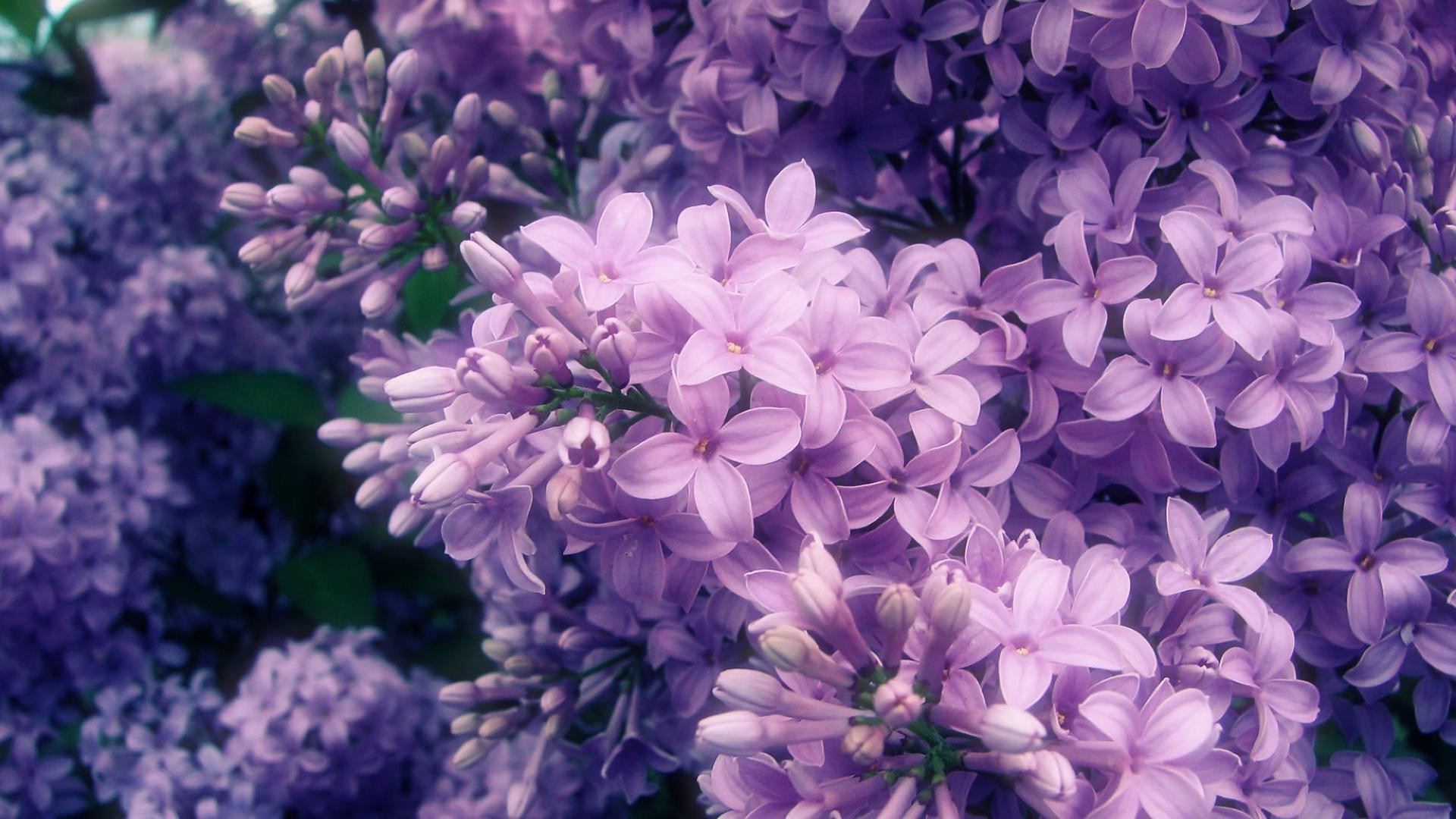 flores flor flora naturaleza floral jardín lavanda pétalo bluming verano hoja ramo decoración hermoso color brillante estación violeta