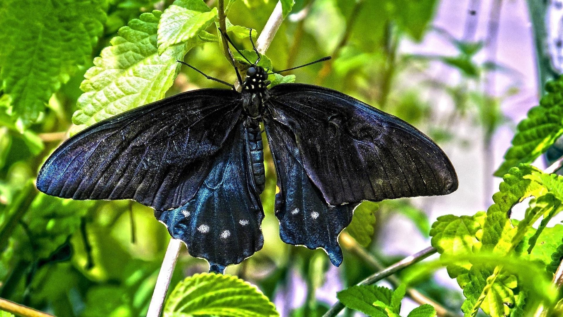 animais borboleta natureza inseto folha verão jardim ao ar livre flora asa bela flor invertebrados cor biologia vida selvagem ambiente tropical mariposa delicado