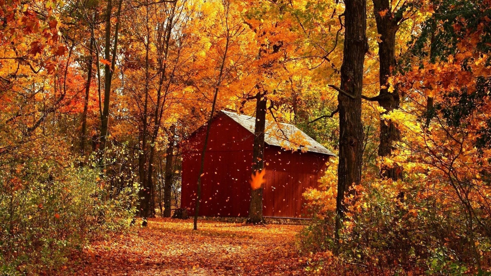 bosque otoño madera hoja árbol paisaje arce al aire libre rural parque naturaleza campo temporada escénico