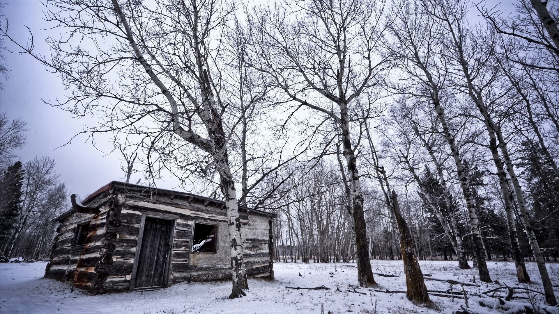 inverno neve legno albero freddo gelo stagione tempo congelato ghiaccio ramo paesaggio natura all aperto