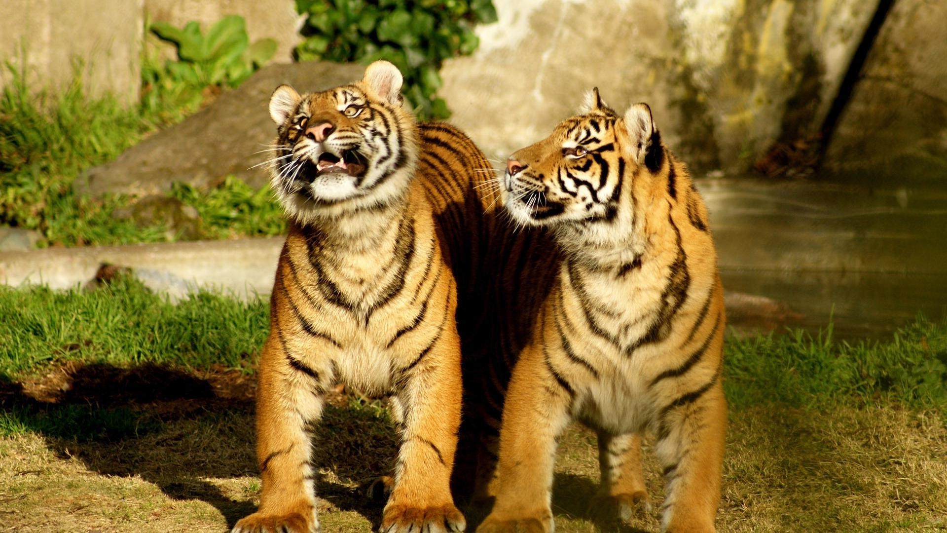 tigres gato tigre vida silvestre mamífero depredador animal zoológico selva safari carnívoro cazador piel salvaje grande raya retrato buscando caza agresión enojado