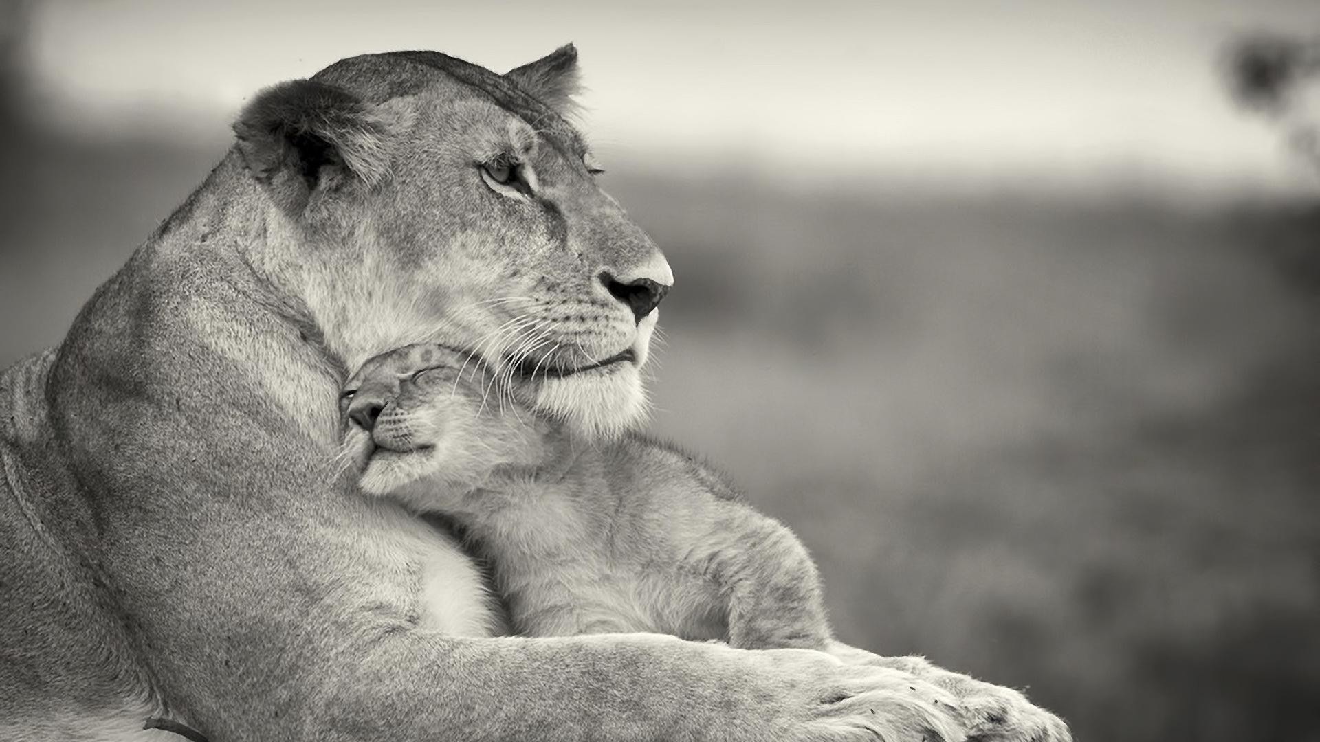 lwy kot lew ssak przyroda przyroda zwierzę portret dziki zoo futro monochromatyczny