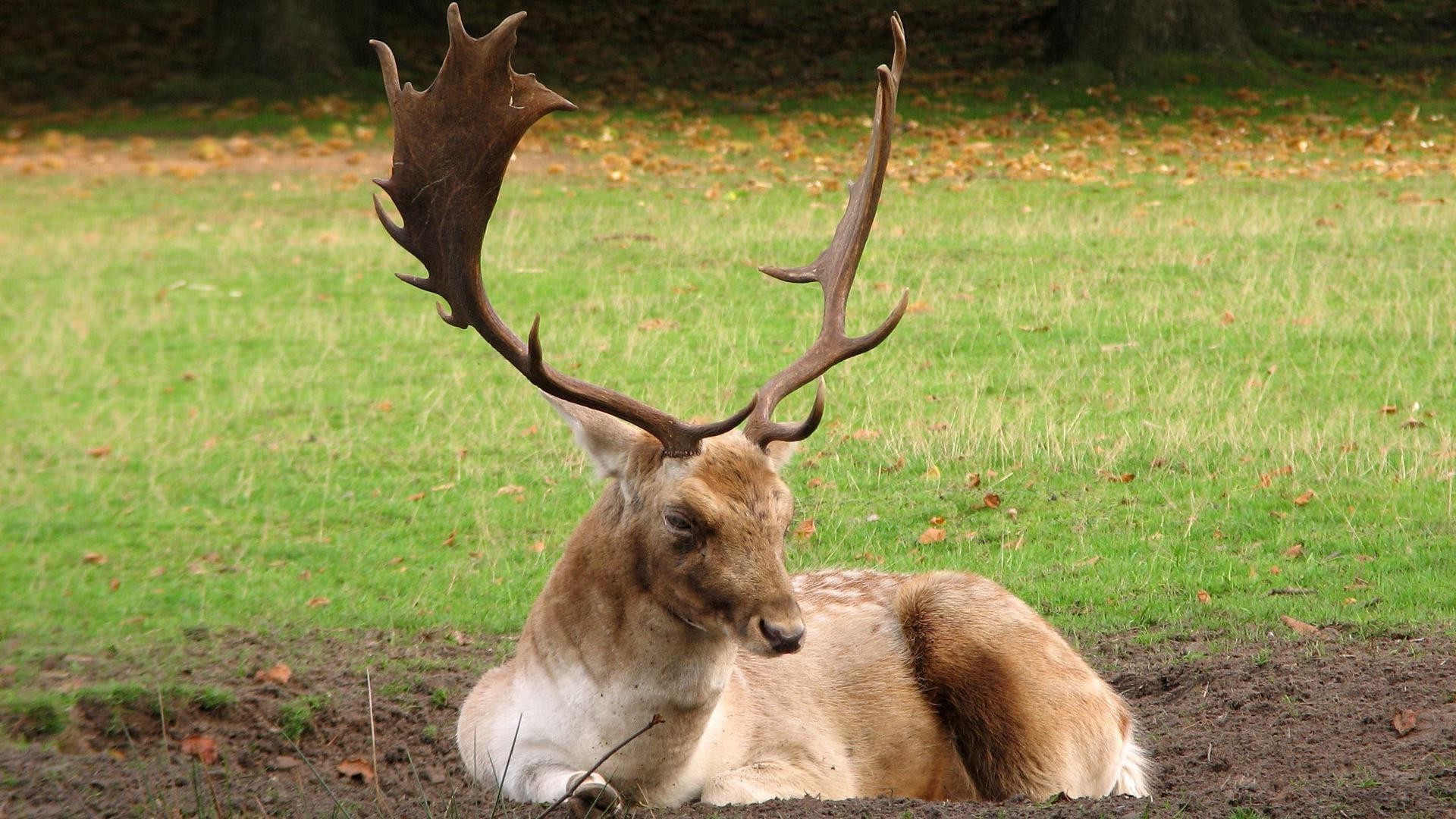 cerf mammifère faune animal panthère herbe nature sauvage fourrure réservoir enterrement de vie de garçon elk