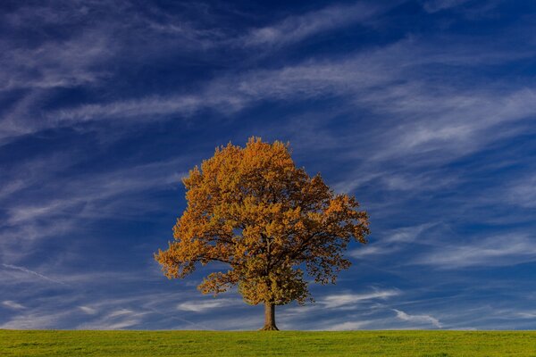 A yellowing tree under a blue sky