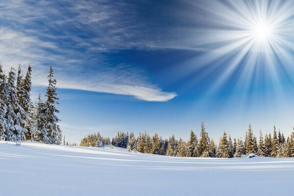 Foto eines Winterwaldes mit Schneeverwehungen und Sonne