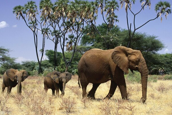 Elefante con elefantes en el desierto