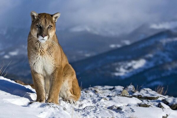 Increíble gato salvaje en el fondo de invierno