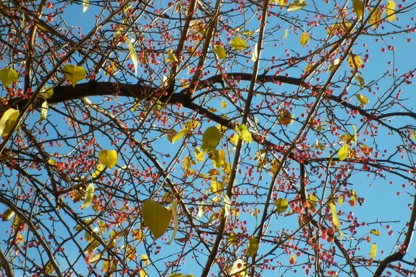 Photos d automne des arbres en saison!