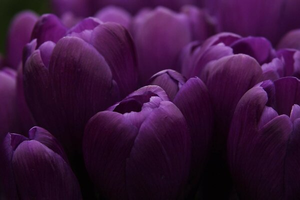 Fotos de tulipas roxas fechadas na natureza