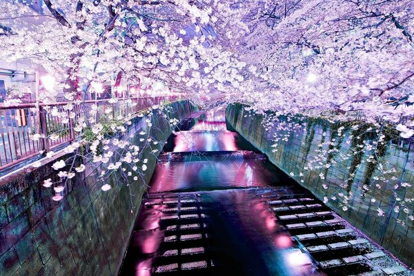 Photo of a pond with cherry trees in pink