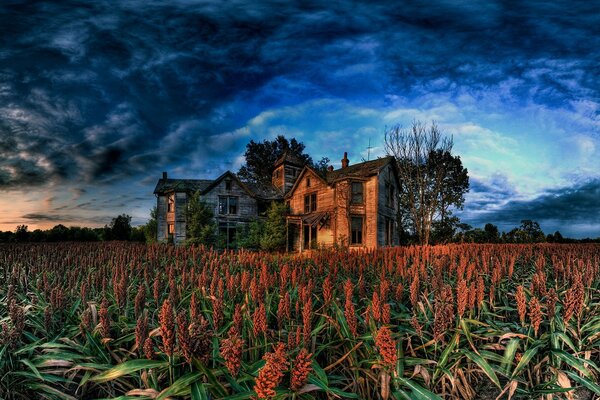 Uma antiga fazenda em um campo de milho antes de uma tempestade. Céu escuro