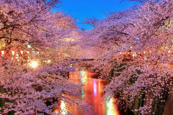 Hermosa Sakura. La iluminación de la ciudad se refleja en el agua