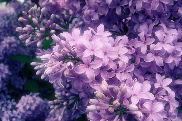 Les buissons de lilas ont fleuri dans le jardin