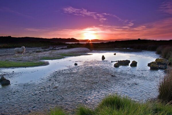 Wildlife. lamb on the background of sunset