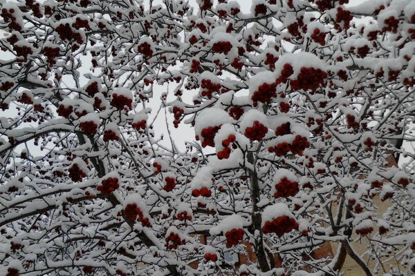 Eberesche-Trauben sind mit Schnee bedeckt