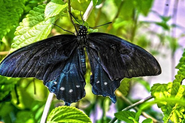 Dunkler Schmetterling auf grünem Blatt