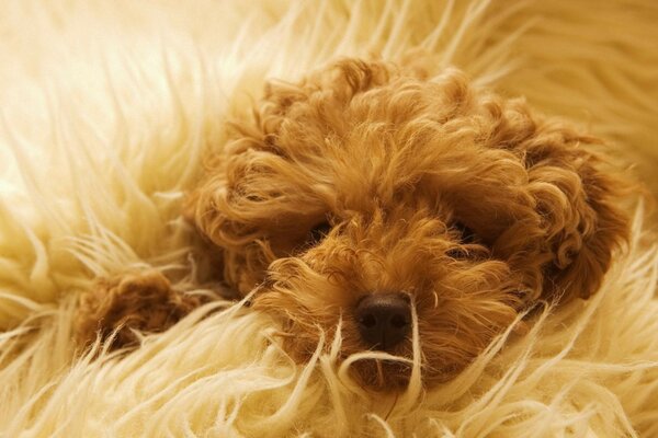 Curly red puppy on the carpet