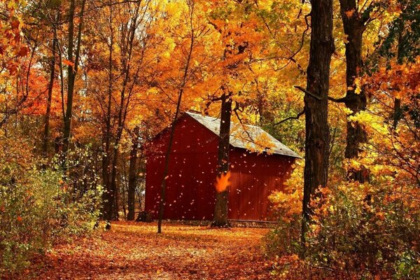 A lonely house in the middle of the forest